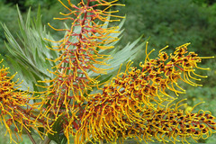 Grevillea robusta